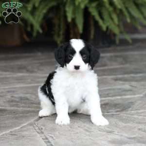 Demi (F1 B), Cavapoo Puppy